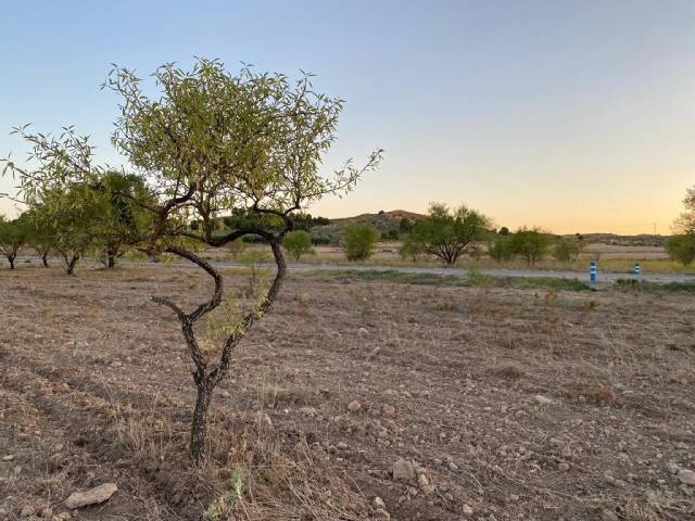 TERRENO ZONA BIAR CAÑADA - Image 5