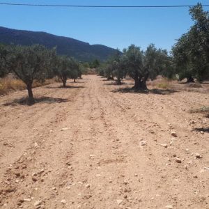 Terreno en venta en Biar