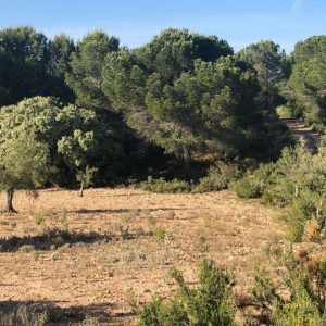 Terreno en venta en Biar