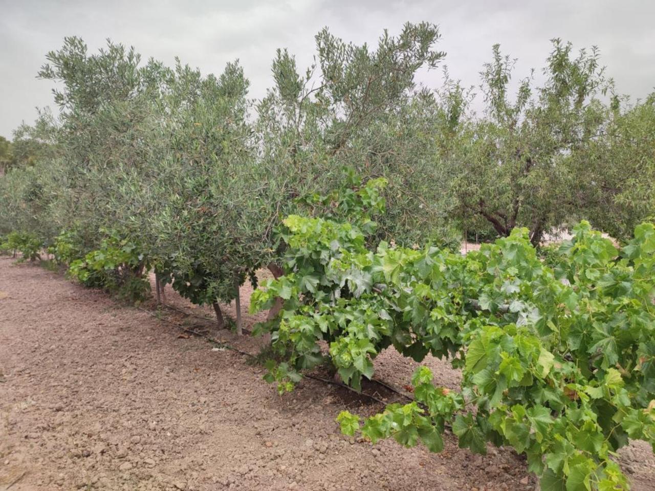 Terreno en venta en Sax - Image 6