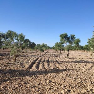 Terreno en venta en Biar