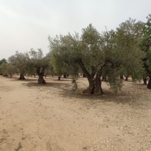 Parcela de terreno a unos minutos de Biar pueblo